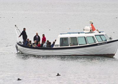 Se søpapegøjer i Island fra Reykjavik på din kør-selv ferie, bilferie eller grupperejse med ISLANDSREJSER