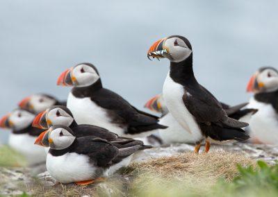 Se søpapegøjer i Island fra Reykjavik på din kør-selv ferie, bilferie eller grupperejse med ISLANDSREJSER