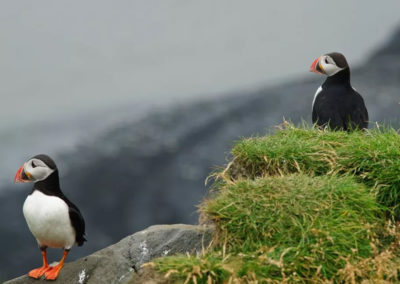 Se søpapegøjer i Island fra Reykjavik på din kør-selv ferie, bilferie eller grupperejse med ISLANDSREJSER