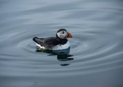 Se søpapegøjer i Island fra Reykjavik på din kør-selv ferie, bilferie eller grupperejse med ISLANDSREJSER