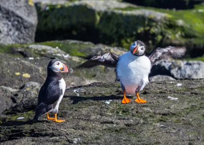 Se søpapegøjer i Island fra Reykjavik på din kør-selv ferie, bilferie eller grupperejse med ISLANDSREJSER