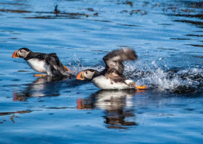 Se søpapegøjer i Island fra Reykjavik på din kør-selv ferie, bilferie eller grupperejse med ISLANDSREJSER