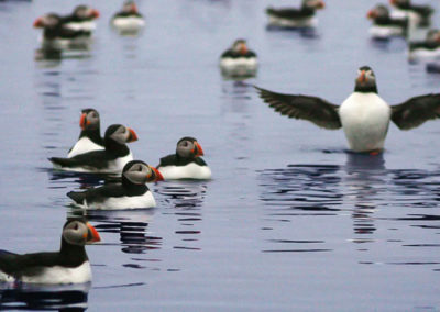 Se søpapegøjer i Island fra Reykjavik på din kør-selv ferie, bilferie eller grupperejse med ISLANDSREJSER