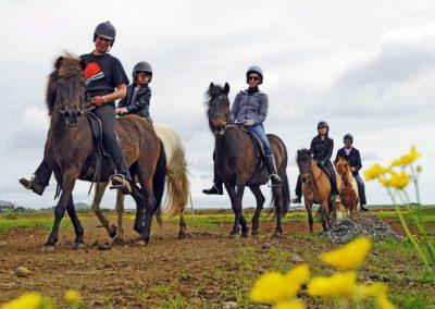 Ridetur på islandske heste og hvalsafari i Island