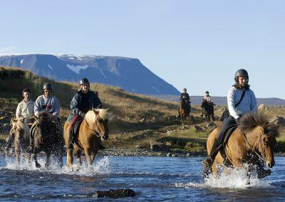 Rideture i Island på islandske heste tæt ved Reykjavik