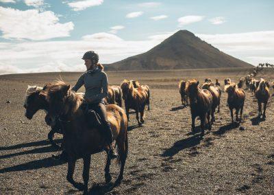 Rideture i Island på islandske heste tæt ved Reykjavik