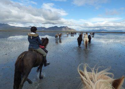 Rideture i Island på islandske heste tæt Reykjavik