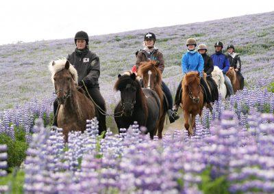 Rideture i Island på islandske heste tæt ved Reykjavik