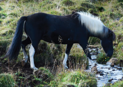 Rideture i Island på islandske heste