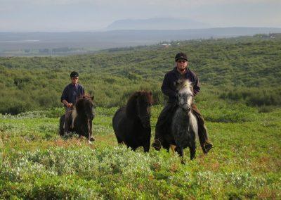 Rideture i Island på islandske heste tæt ved Geysir