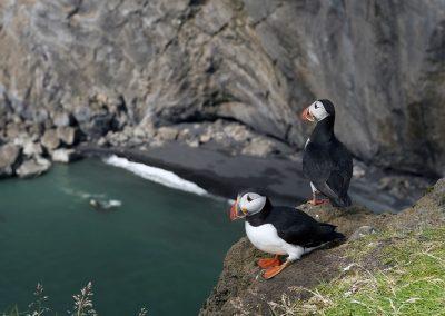 Søpapegøjer (lunder) ved Dyrholaey i Island