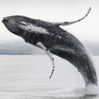 Fakta om Island - hvaler - ifm jeres rejse eller ferie til Island