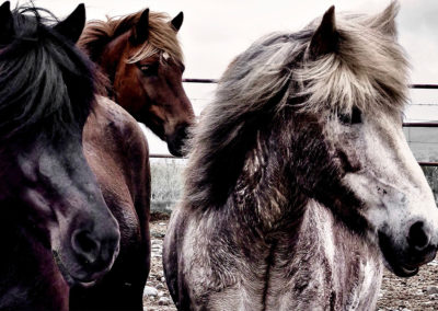 Rideferie på Island - rideture på islandske heste med ISLANDSREJSER