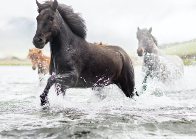 Rideferie på Island - rideture på islandske heste med ISLANDSREJSER