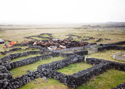 Rideferie på Island - rideture på islandske heste med ISLANDSREJSER