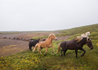 Rideferie på Island - rideture på islandske heste med ISLANDSREJSER