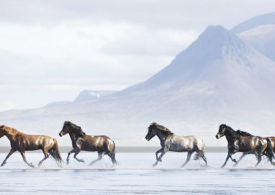 Rideferie på islandske heste med ISLANDSREJSER