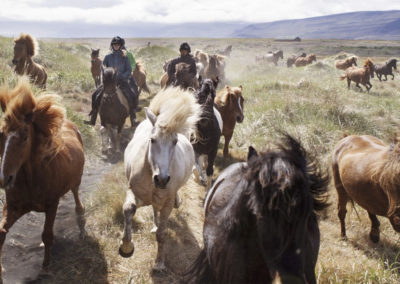 Rideferie på islandske heste med ISLANDSREJSER