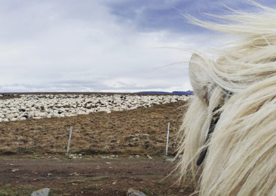 Rideferie rideture og fåresamling på islandske heste med ISLANDSREJSER