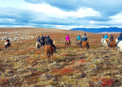 Rideferie rideture og fåresamling på islandske heste med ISLANDSREJSER