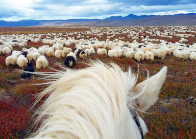 Rideferie rideture og fåresamling på islandske heste med ISLANDSREJSER