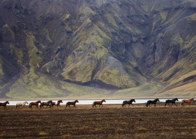 Rideferie rideture og fåresamling på islandske heste med ISLANDSREJSER