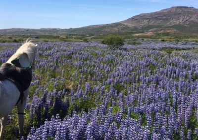 Rideferie rideture på islandske heste med ISLANDSREJSER