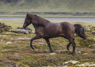 Rideferie rideture på islandske heste med ISLANDSREJSER