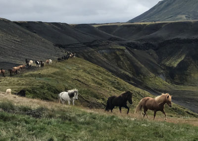 Rideferie rideture på islandske heste med ISLANDSREJSER