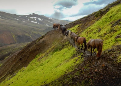 Rideferie rideture på islandske heste med ISLANDSREJSER