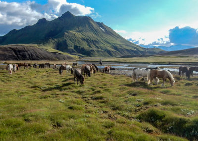 Rideferie rideture på islandske heste med ISLANDSREJSER