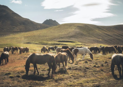 Rideferie og rideture - hestesamling på islandske heste med ISLANDSREJSER