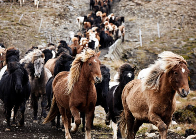 Rideferie og rideture - hestesamling på islandske heste med ISLANDSREJSER