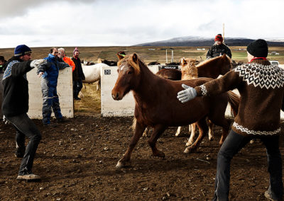 Rideferie og rideture - hestesamling på islandske heste med ISLANDSREJSER