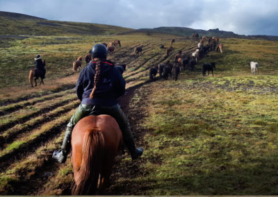 Rideferie og rideture på Island og islandske heste med Islandshestar og ISLANDSREJSER