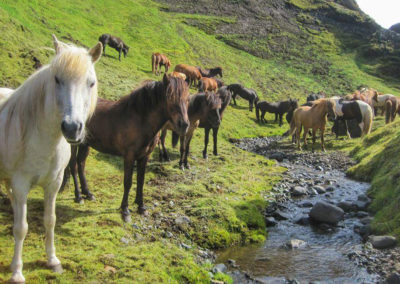 Rideferie og rideture på Island og islandske heste med Islandshestar og ISLANDSREJSER