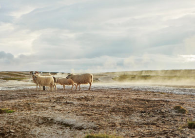 Rideture på Island - rideferie med ISLANDSREJSER