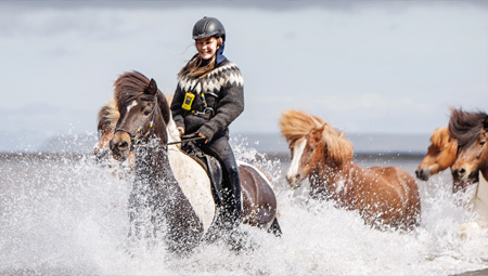 Rideture på Islandske hest i deres rette element. Der er masser af muligheder - også fra Reykjavik