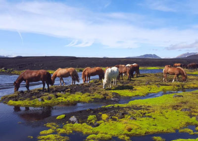 Rideferie og rideture på Island og islandske heste - ISLANDSREJSER