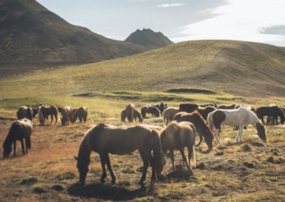 Rideferie på Island - rideture på islandske heste med ISLANDSREJSER