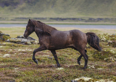 Rideferie på Island - rideture på islandske heste med ISLANDSREJSER