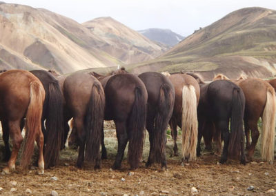 Rideferie og rideture på Island og islandske heste - ISLANDSREJSER