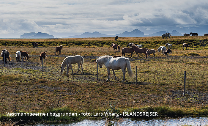 De islandske heste i Island - ISLANDSREJSER