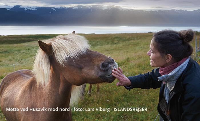 De islandske heste i Island - Mette fra ISLANDSREJSER