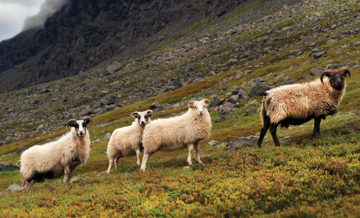 Fritgående får i bjergene i Island - den islandske sweater med ISLANDSREJSER