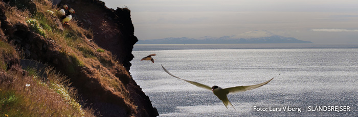 Vestfjordene i Island på kør-selv ferie med ISLANDSREJSER og rejser til Island