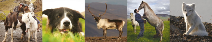 Wilderness Center Island - kør-selv ferie med ISLANDSREJSER