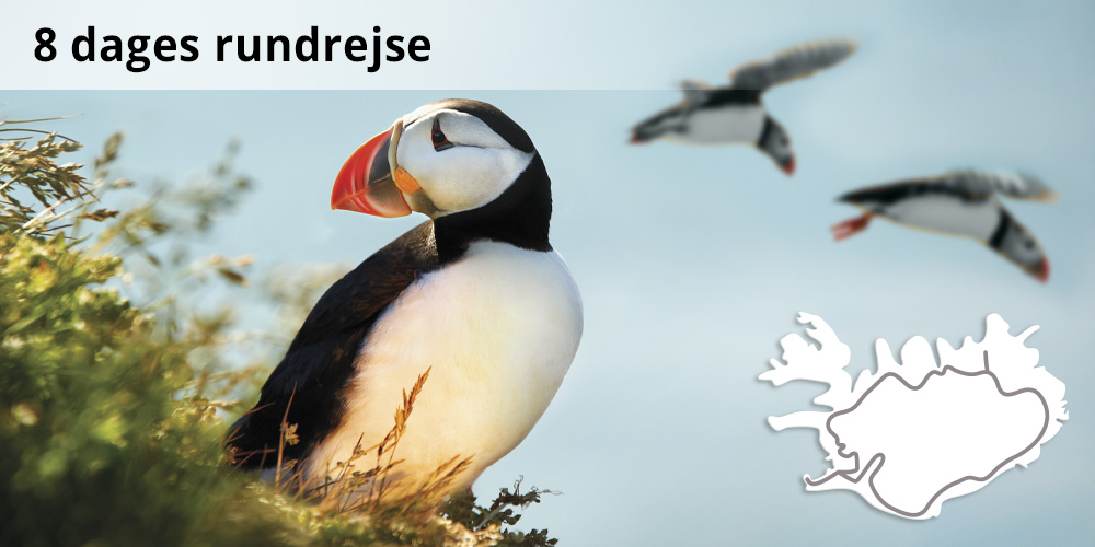 Grupperejse og rundrejse til Island med dansktalende guide