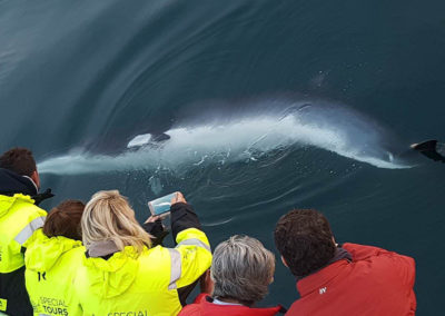 Hvalsafari fra Reykjavik - aktiviteter og dagture i Island