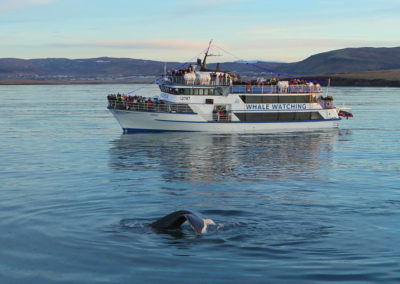 Hvalsafari fra Reykjavik - aktiviteter og dagture i Island